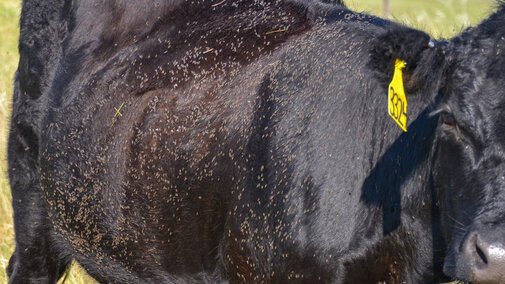 Horn flies on cow