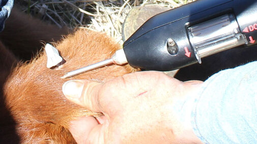 Calf being implanted