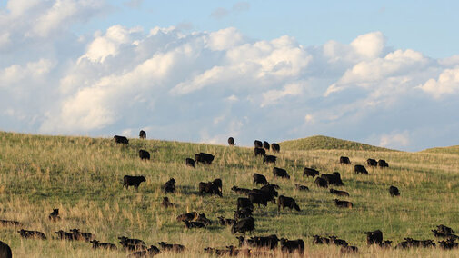 Group of cattle on a field
