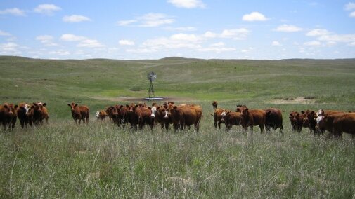 Cows in a field