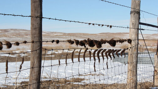 Cattle fur on a fence