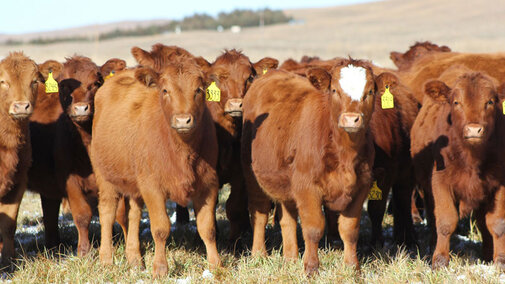 Herd of beef cattle