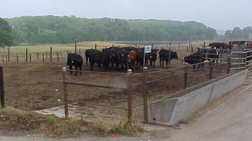 cattle in a feedlot