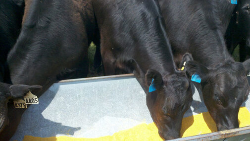 Cattle eating from a trough