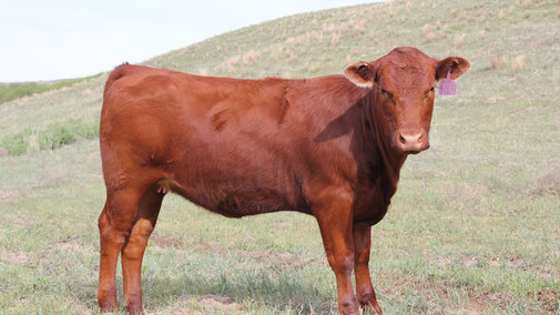 Research continues to demonstrate the impact of maternal nutrition on the developing fetus in beef cattle. Photo courtesy of Troy Walz.