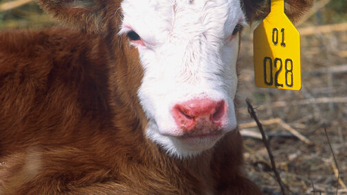 cow
