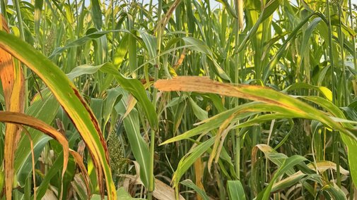 Sorghum sudan grows under a clear blue sky, with tall green and yellow stalks in sunlight.
