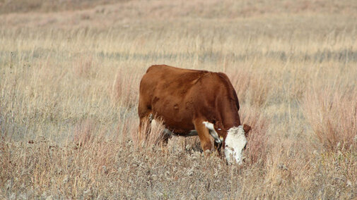 Cow grazing in a field