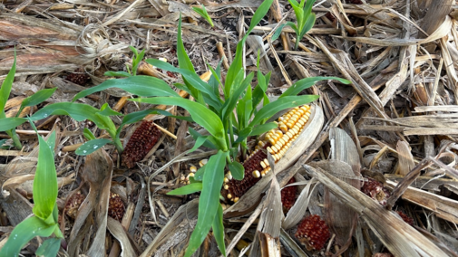 Corn sprouting from downed ears