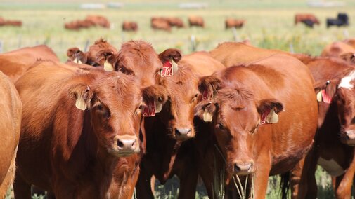 A group of cows in a field