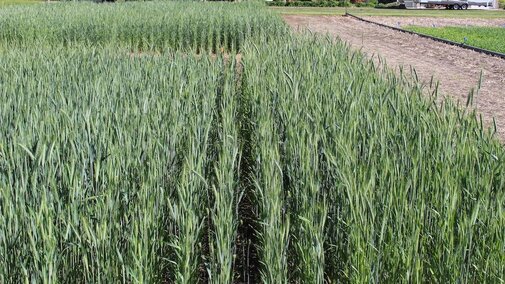 Triticale plot