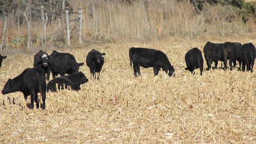 Cows grazing