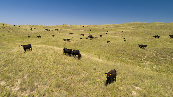 Cattle grazing Sandhills range
