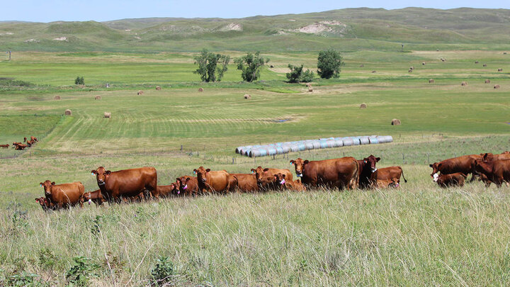 The Western Rangeland Livestock Center research will take place at the Gudmunsen Sandhills Laboratory (pictured) and other cooperative Nebraska ranches, including the Barta Brothers Ranch, as well as the West Central Research, Extension and Education Center and the Panhandle Research and Extension Center.