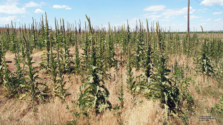 Common mullein in pastures