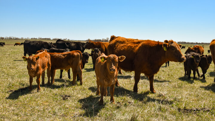 Cows and calves on a pasture