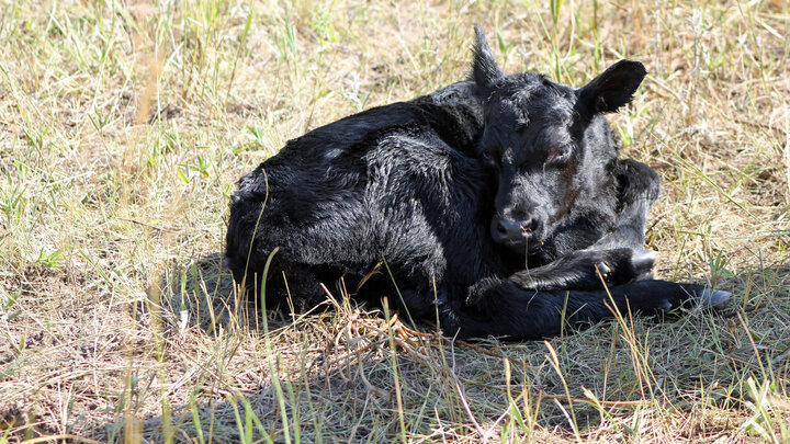 Baby calf