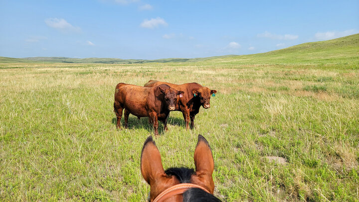 Horse and rider with two red bulls