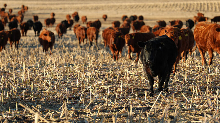 Cows on cornstalks