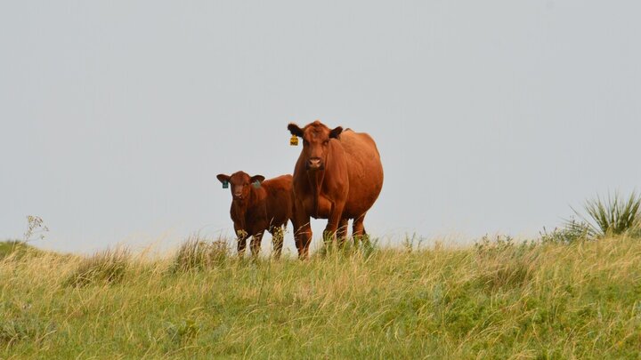 Cow and calf in the pasture