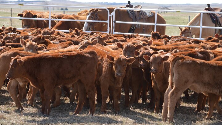 Calves wait inside a fence. Cows wait outside the fence, with horses tied to the panels.