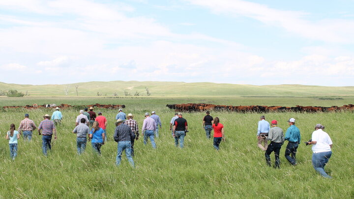 Producers attend a field tour, walking through a meadow to the cattle.