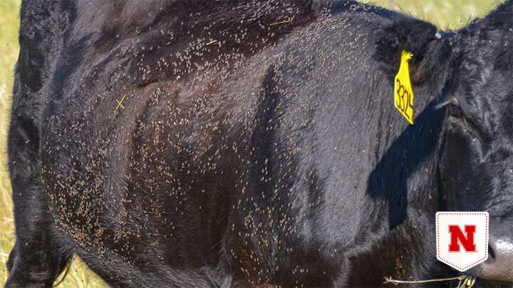 Livestock covered with flies