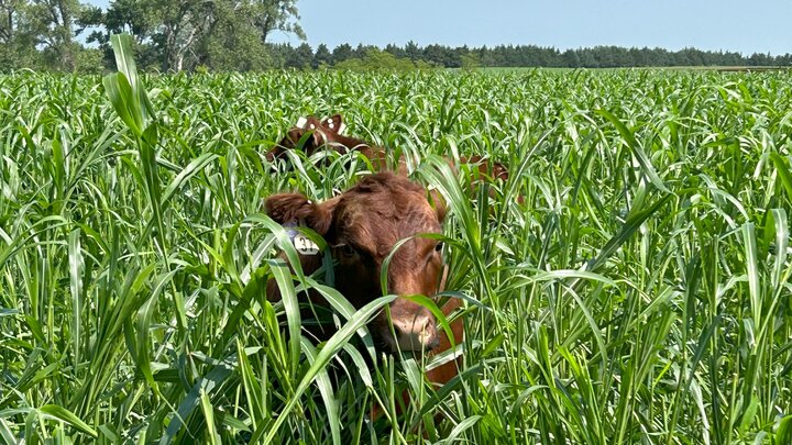 Cattle grazing annual forages