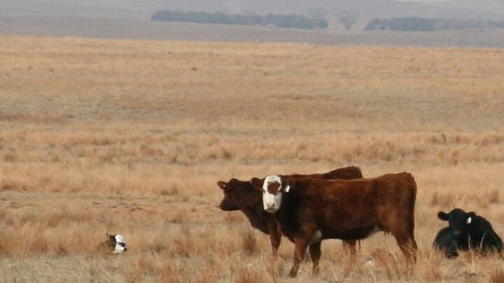 Calf calf pairs on pasture (Photo Credit: Ryan Benjamin)