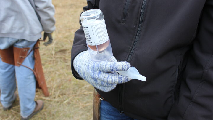 Vaccine bottle ready to be administered to cattle
