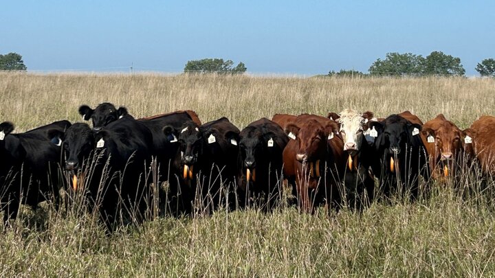 Cattle with collars for virtual fence.