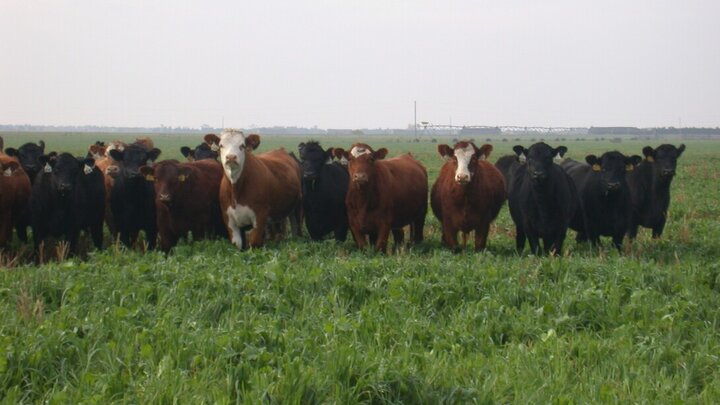 Cattle in a field-grazing oats and rye.