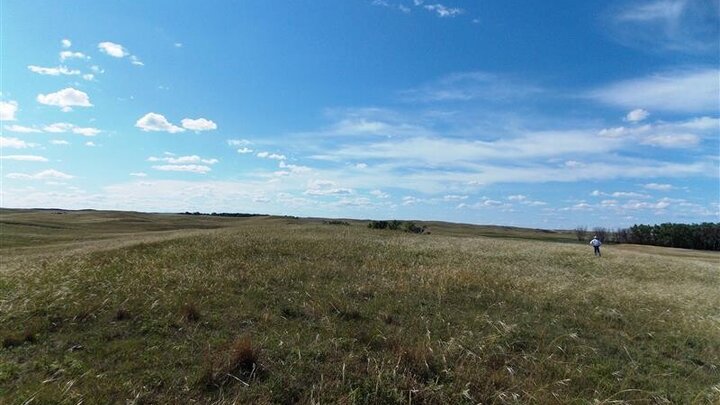 Grasslands can hold poison plants to grazing animals.