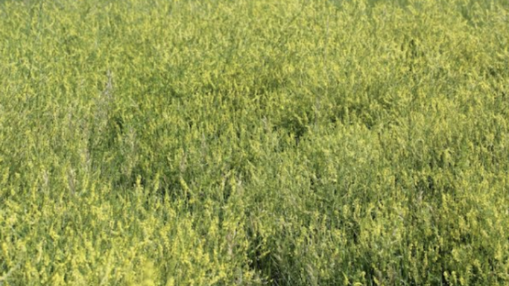 Sweet clover in bloom