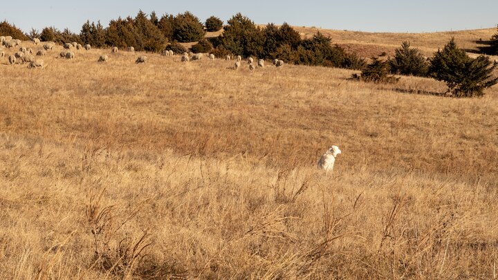 Sheep in pasture guarded by dog
