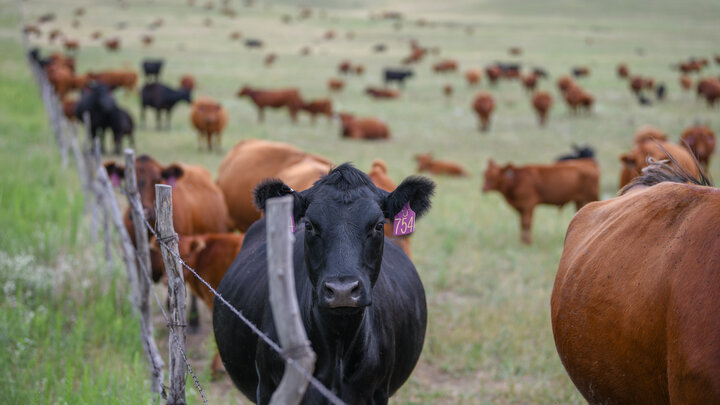 Cows in pasture with fence