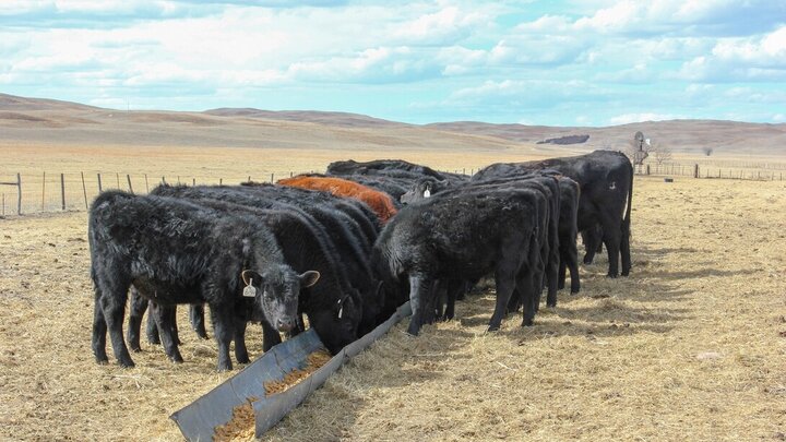 Calves eating supplement out of a bunk in a pasture