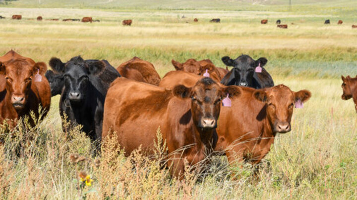 Yearling heifers, primarily red and black, stand and graze in a grassy Sandhills meadow with rolling hills and scattered cattle in the background. Photo by Troy Walz.