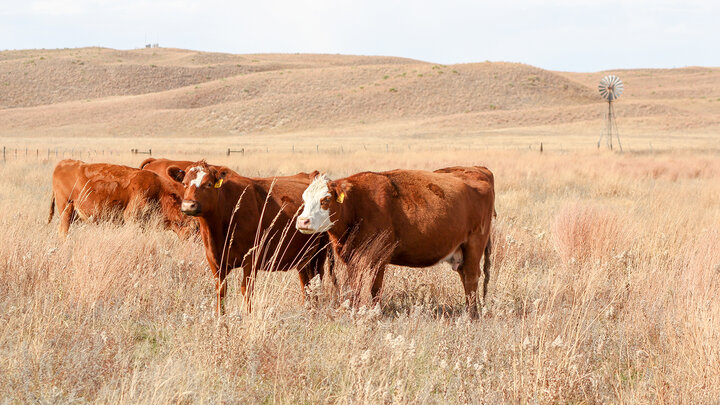 Cows in the Practicum herd at the Gudmundsen Sandhills Laboratory