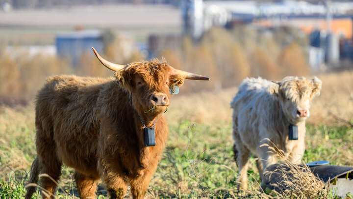 Two Highland cows grazing in a grassy field with a blurred industrial background, wearing virtual fence collars.
