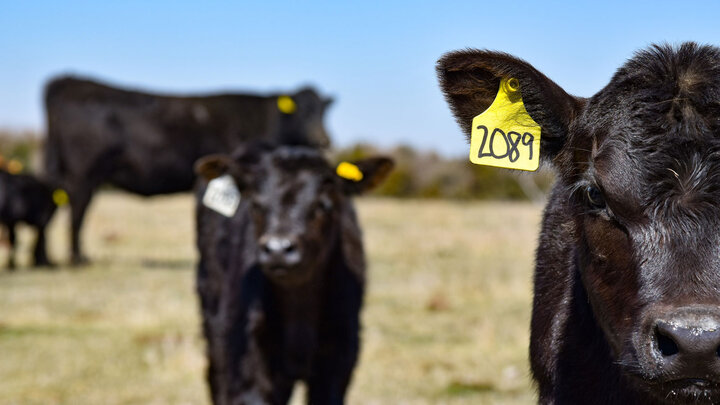 Young calves with a cow.