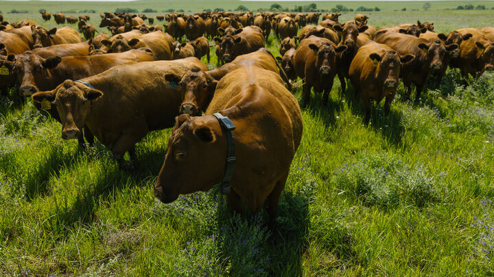 Cows with Halter virtual fence collars