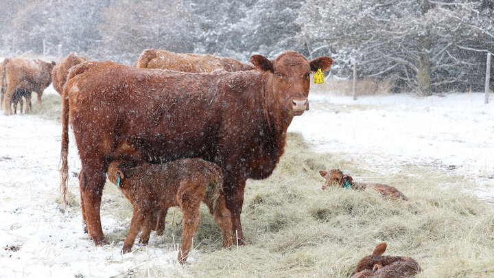 newborn Rdd Angus calf