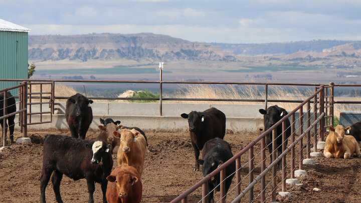 During a drought, some producers may decide to drylotting cattle.