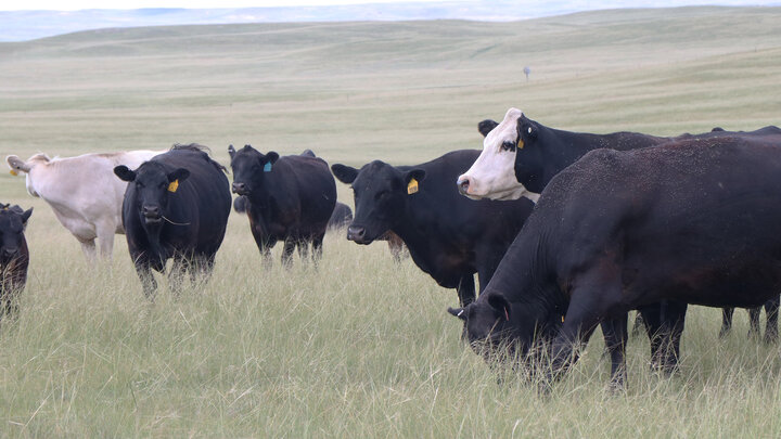 Cattle grazing on rangeland.  Photo credit Maria Tibbits.