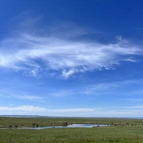 Nebraska cattle near pond on grassland