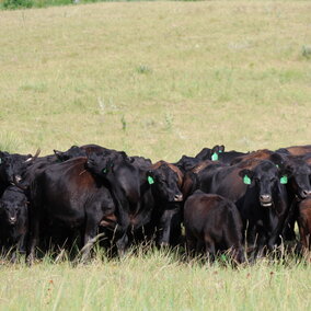 black cows bunched up in the pasture