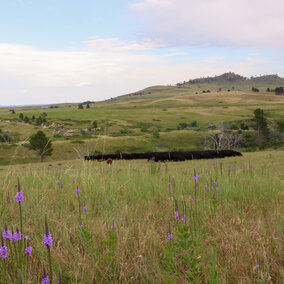 Cows grazing