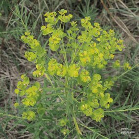 Leafy spurge
