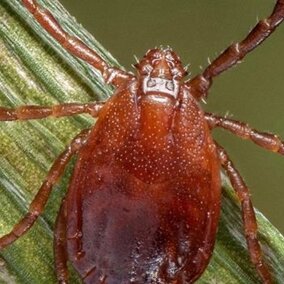 A brown tick